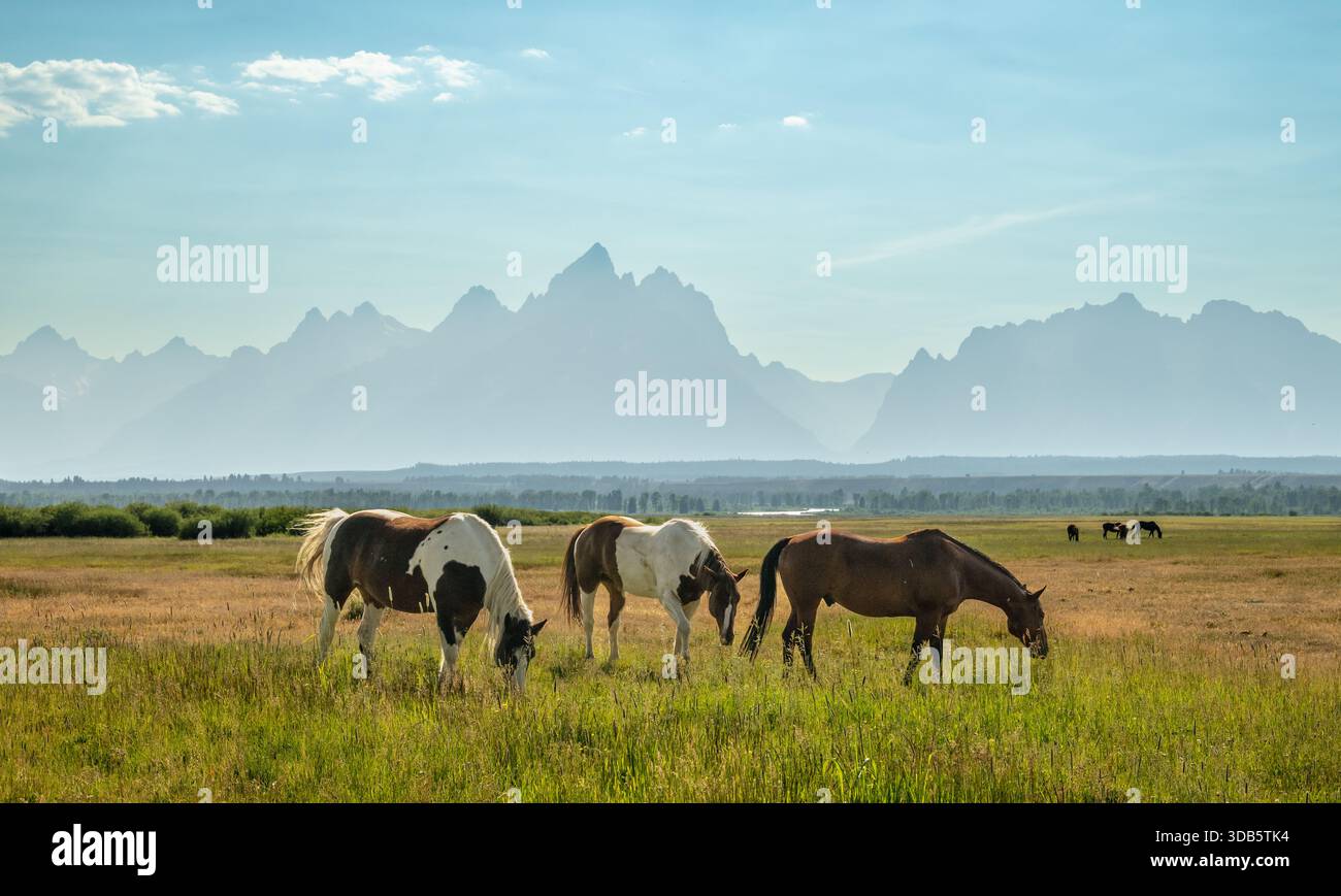 American Paint Horses paissent sous les Smoky Mountains du parc national de Grand Teton Banque D'Images