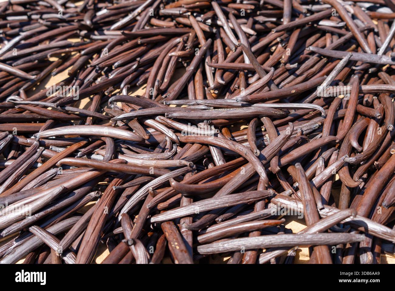Des gousses de vanille fraîches de Tahiti sèchent sous le soleil sur l'île de Tahaa, mettant en valeur le processus naturel de ce produit tropical essentiel Banque D'Images
