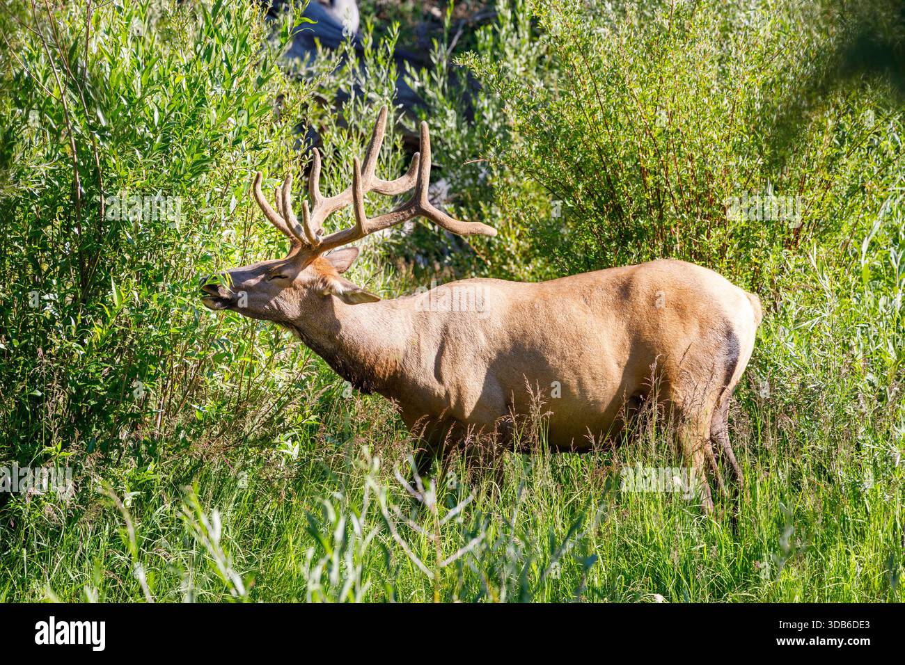 Elk, Blacktail Deer plateau, parc national de Yellowstone, États-Unis Banque D'Images