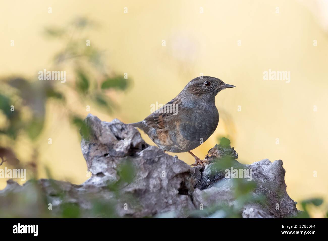 Dunnock (Hedge Accentor) oiseau perché sur une racine d'arbre sur un fond bokeh jaune Banque D'Images