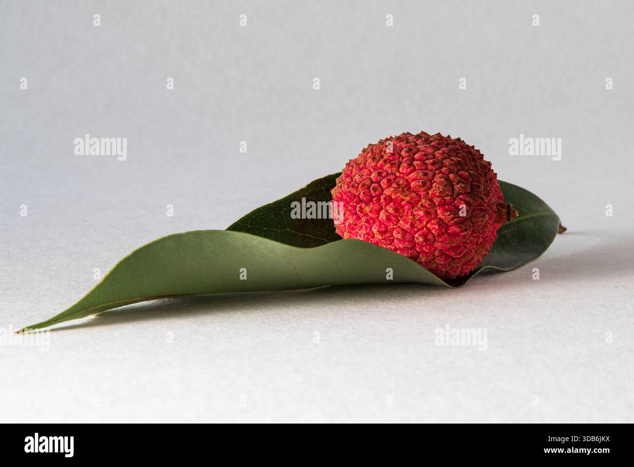 gros plan d'un litchi sur fond blanc Banque D'Images