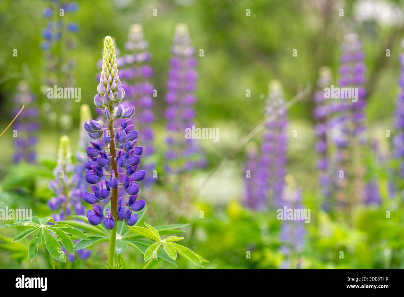 Un champ de fleurs de lupin violettes en fleurs. Banque D'Images
