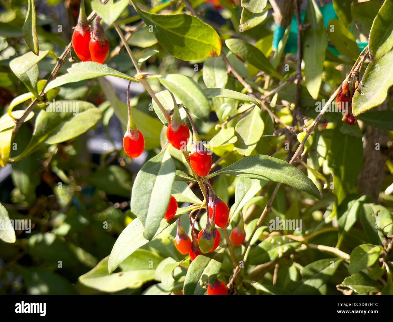 Une vue des fruits de la plante de baie de goji. Banque D'Images
