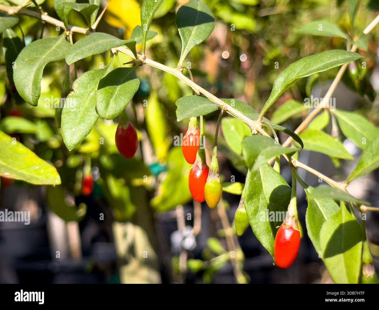 Une vue des fruits de la plante de baie de goji. Banque D'Images