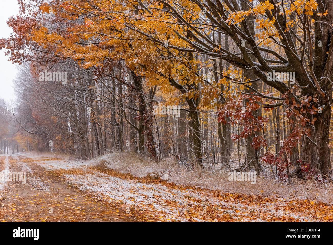 Chemin de campagne le long de la lisière de la forêt et des bois, entre l'automne et l'hiver, dans le comté de Mecosta, Michigan, États-Unis Banque D'Images