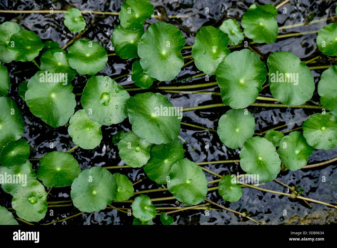 Centella asiatica , canard asiatique, gotu kola est couramment utilisé pour la médecine traditionnelle Banque D'Images