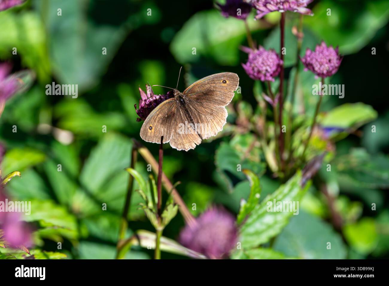 Meadow brown, papillon Maniola jurtina Banque D'Images