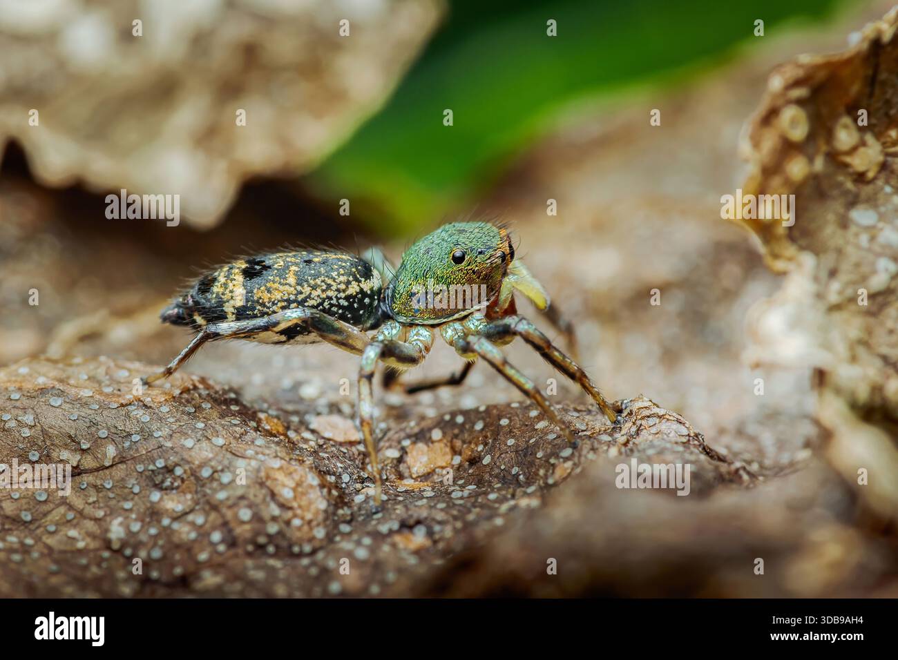 Petite araignée sautante avec des marques vertes vives et irisées debout sur une feuille sèche texturée, mettant en valeur des détails complexes. Photographie, pas de générat Banque D'Images