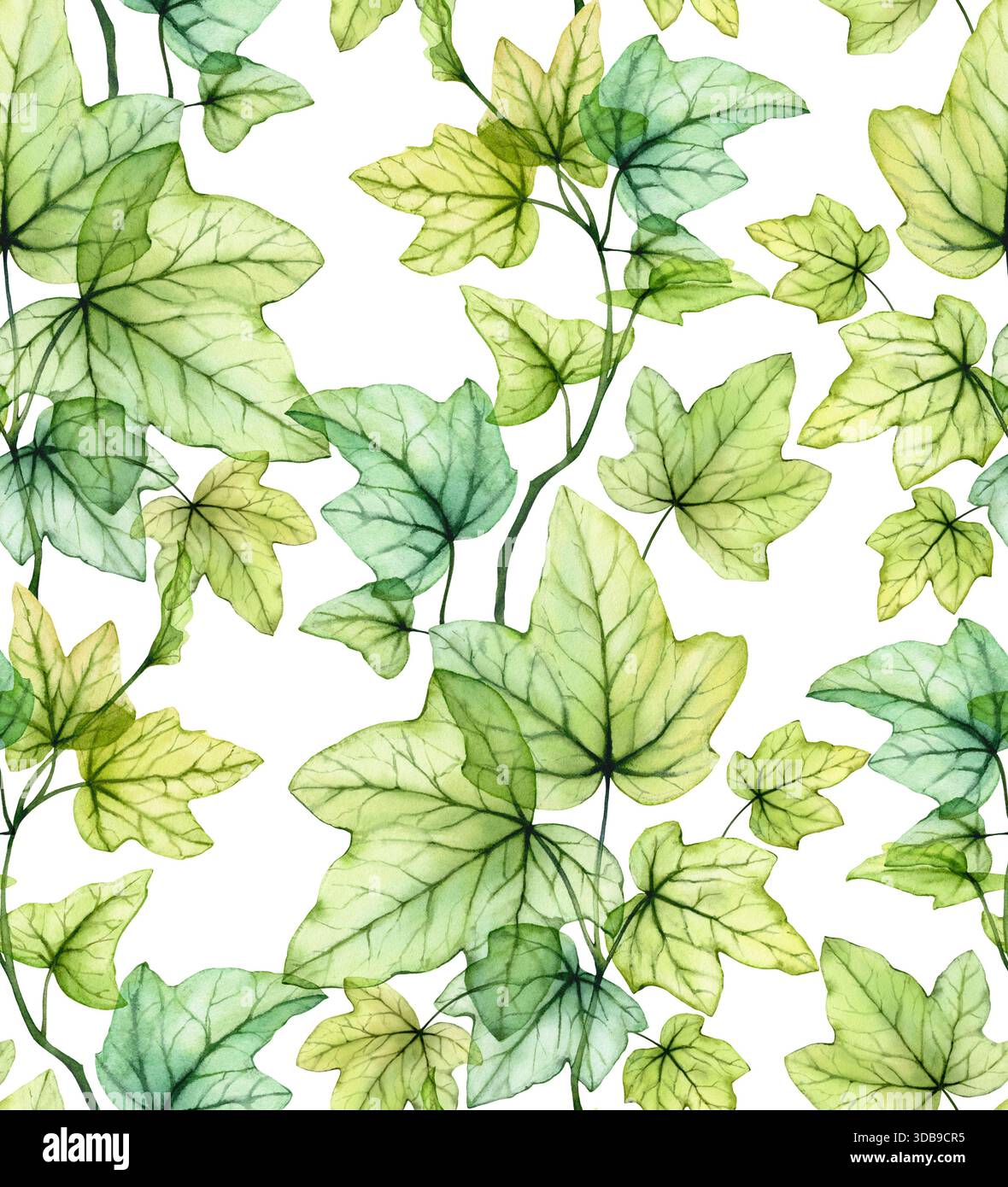 Le lierre transparent laisse un motif floral sans couture. Aquarelle branches vertes et feuilles sur fond blanc. Conception isolée dessinée à la main pour papiers peints Banque D'Images