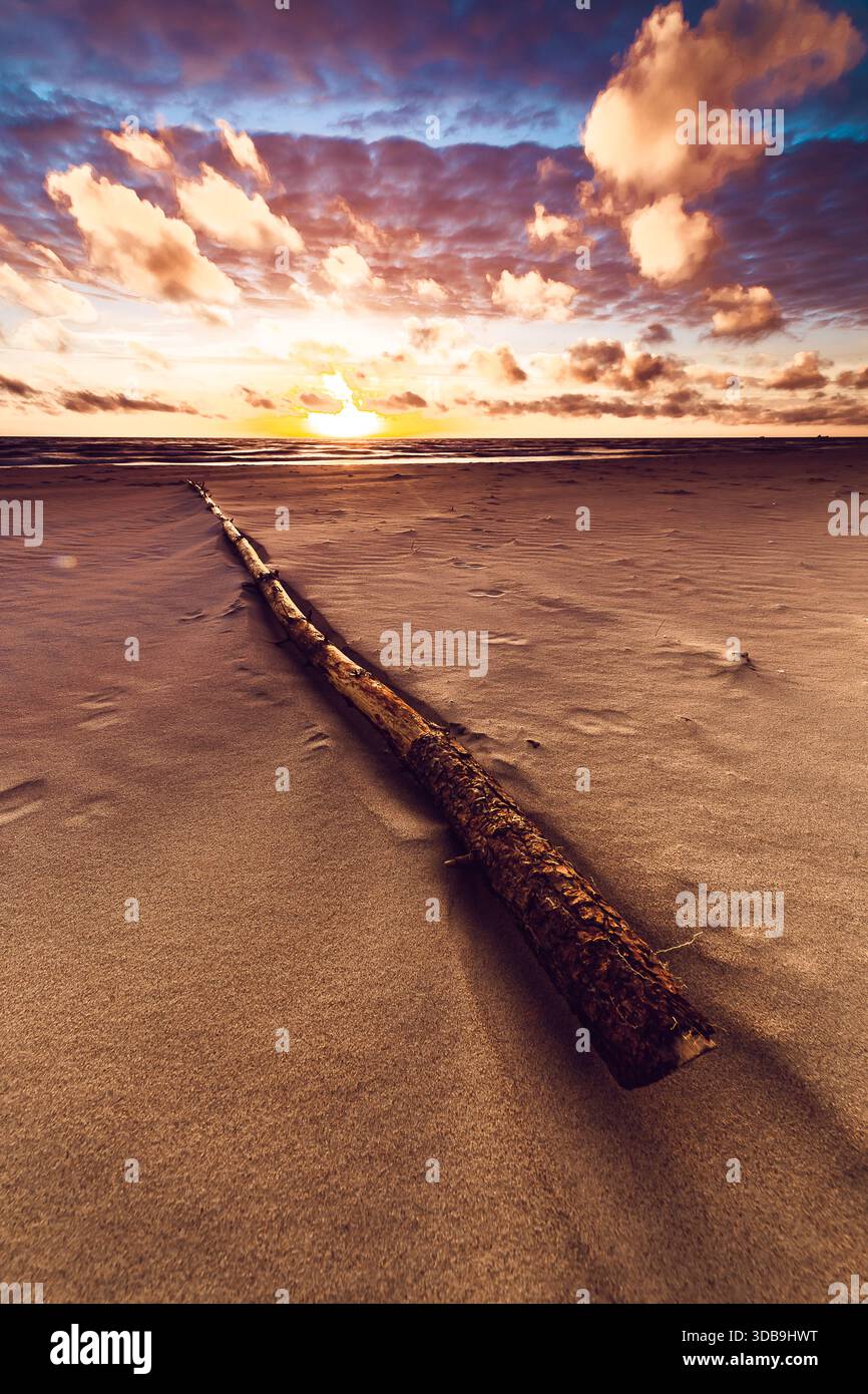 Gros plan d'un morceau de bois flotté sur une plage de sable à Curonian Spit, Lituanie Banque D'Images