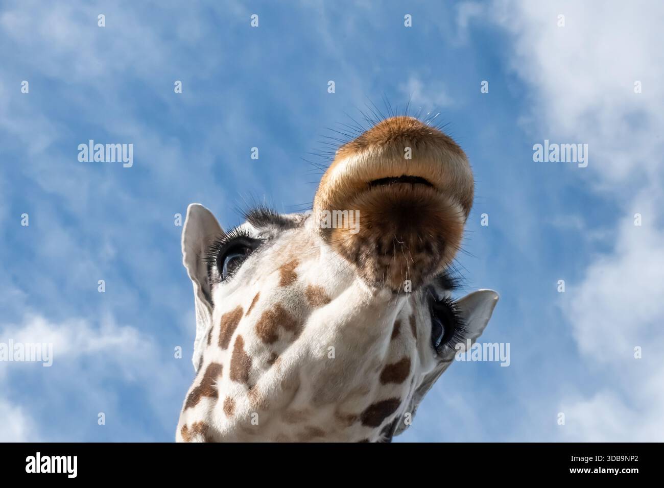 Nous conduisons à travers un parc safari, admirant une girafe qui domine au-dessus de nous. Banque D'Images