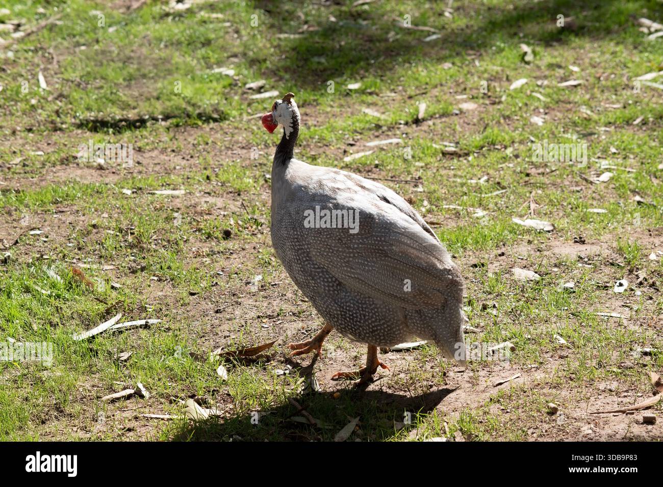 La pintade casquée est gris-noir tachetée de blanc. Comme les autres guineafowl, cette espèce a une tête sans plumes, Banque D'Images