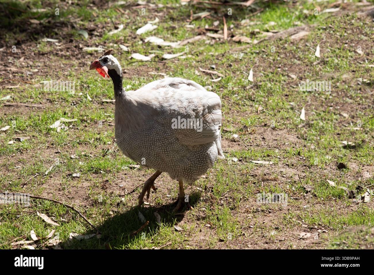 La pintade casquée est gris-noir tachetée de blanc. Comme les autres guineafowl, cette espèce a une tête sans plumes, Banque D'Images