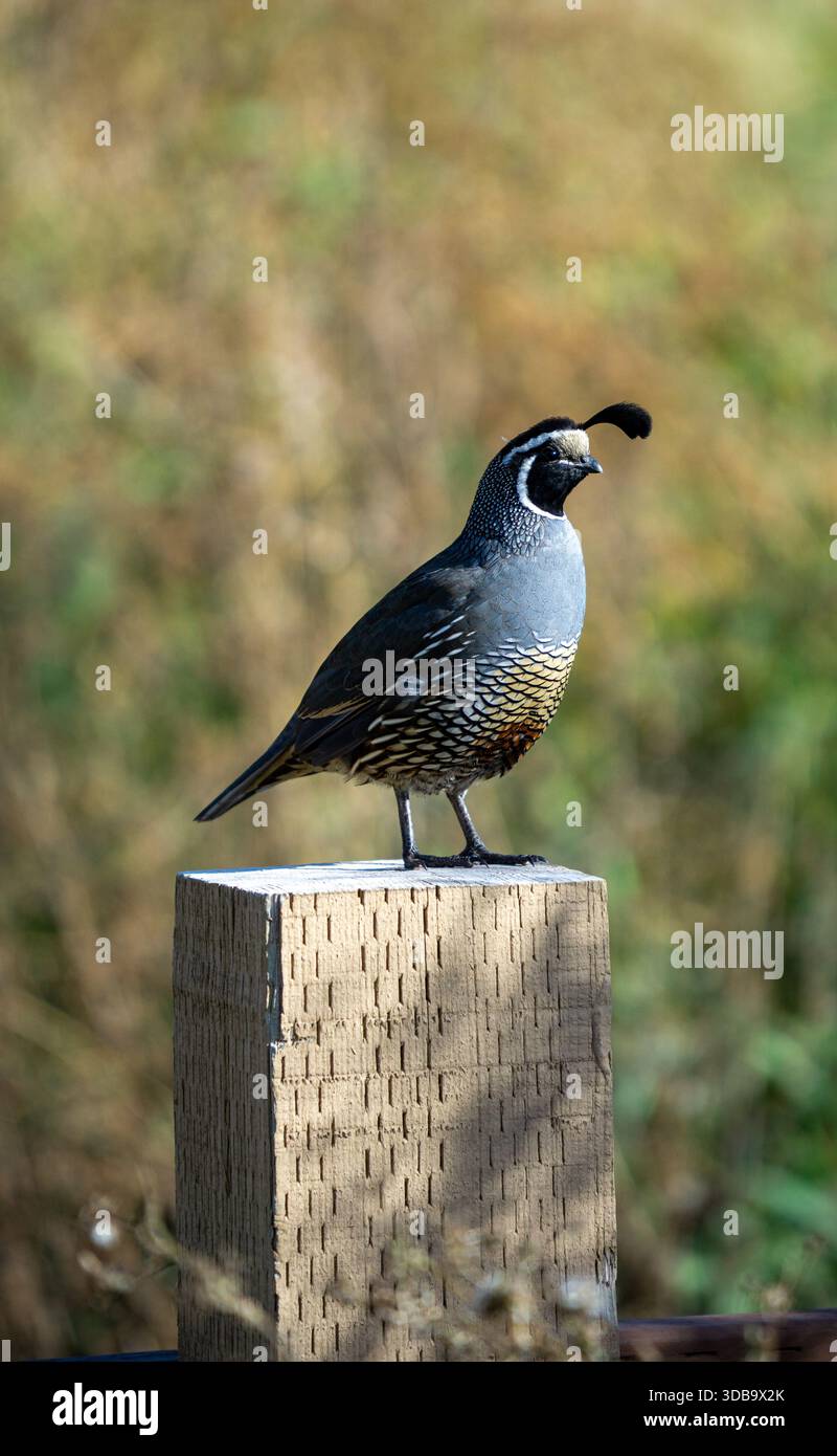 Oiseau de caille debout sur un poteau Banque D'Images