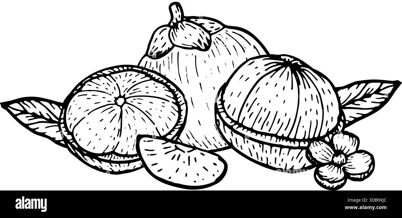 Composition de mangoustan entier, moitié et tranche avec des feuilles, fleur. Esquisse vectorielle isolée sur blanc. Illustration vintage d'art au trait de fruits tropicaux. Illustration de Vecteur
