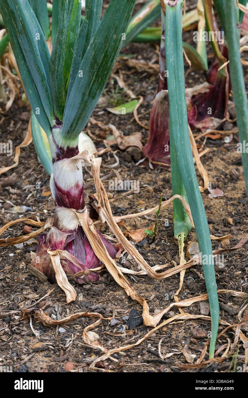 Allium cepa Electric, oignon Electric, oignon rouge globe poussant dans le sol, proche de la maturité Banque D'Images