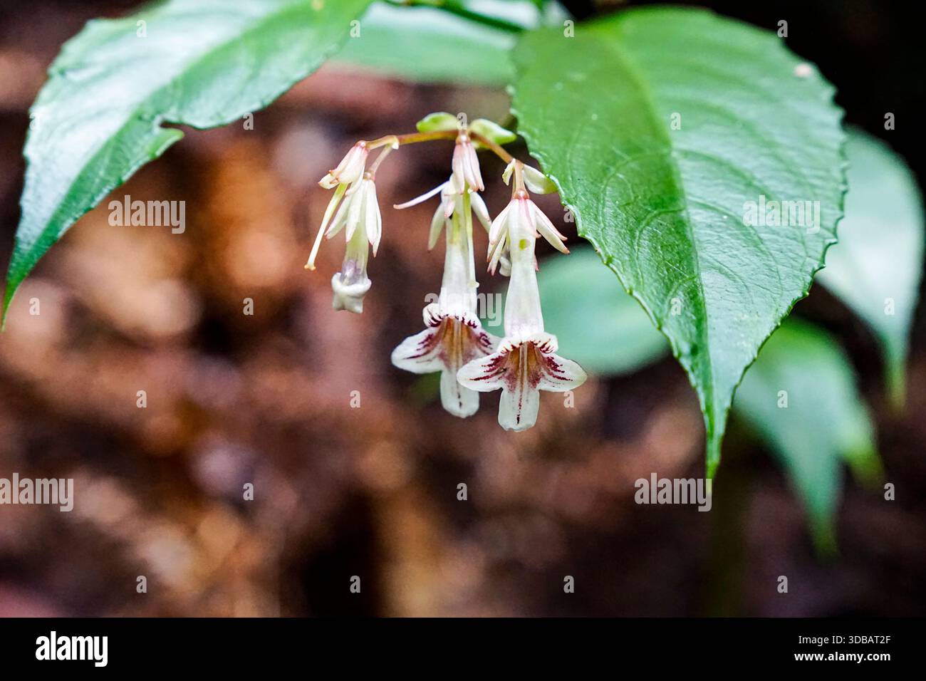 Délicates fleurs sauvages blanches en forme de cloche avec des rayures violettes suspendues à une plante verte dans un cadre de forêt tropicale. Banque D'Images