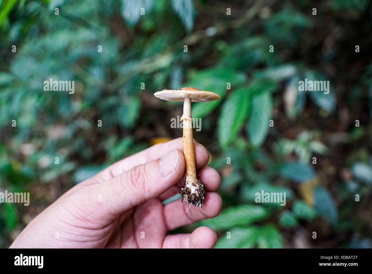 Gros plan d'une main tenant un champignon forestier sauvage, montrant les branchies et la tige sur un fond de feuillage vert flou pour l'étude de la mycologie. Banque D'Images
