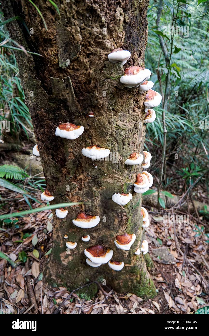 De nombreux champignons de support poussent sur un tronc d'arbre dans une forêt tropicale luxuriante, mettant en valeur la biodiversité et la décomposition naturelle. Banque D'Images