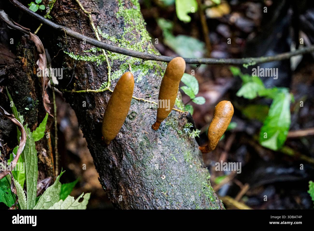 Champignons bruns en forme de club poussant sur une bûche en décomposition moussue dans une forêt tropicale luxuriante, mettant en valeur la biodiversité et la décomposition naturelle. Banque D'Images