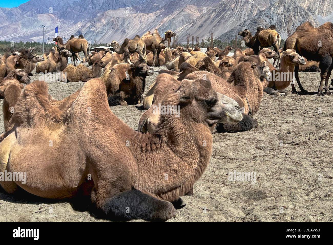 Chameaux bactriens reposant sur un sol sablonneux dans la vallée de Nubra, Ladakh, Inde. La région est connue pour ses déserts de haute altitude où les chameaux sont traditionnellement U. Banque D'Images