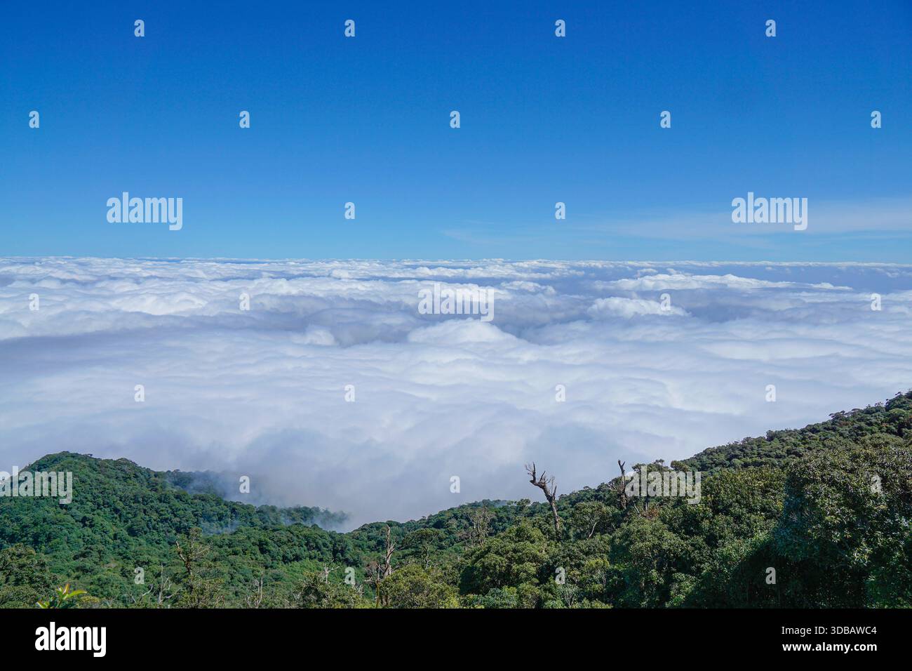 Vue aérienne époustouflante d'une mer majestueuse de nuages au-dessus des sommets verdoyants de montagnes sous un ciel bleu clair, capturant la beauté sereine de la nature. Banque D'Images