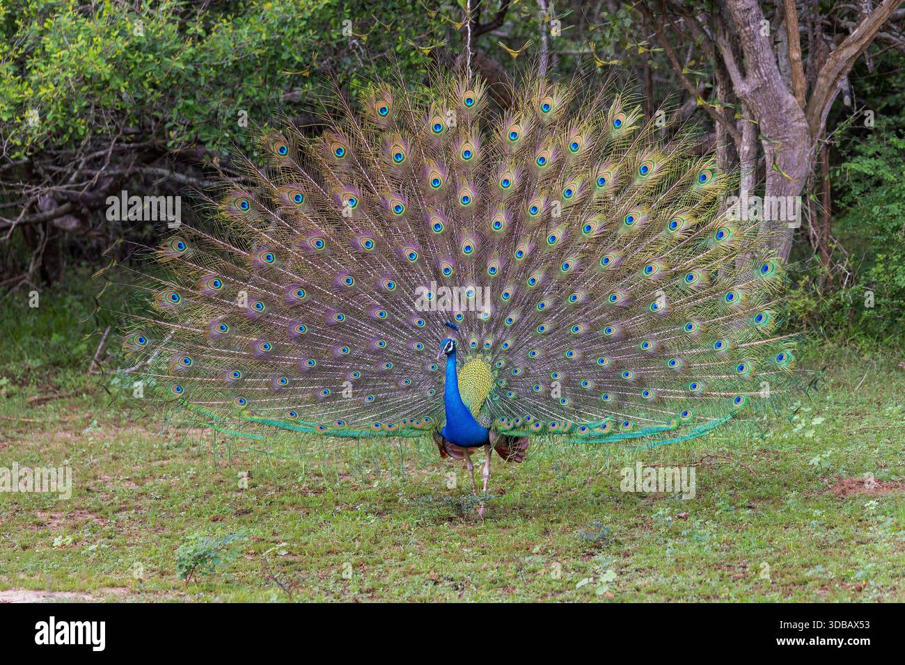 Perle indienne (Pavo cristatus) présentant des plumes de queue dans le parc national de Yala, Sri Lanka Banque D'Images