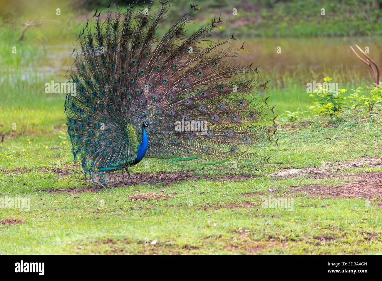 Perle indienne (Pavo cristatus) présentant des plumes de queue dans le parc national de Yala, Sri Lanka Banque D'Images