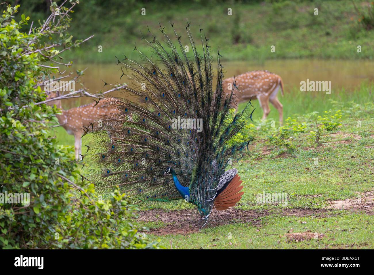 Perle indienne (Pavo cristatus) présentant des plumes de queue dans le parc national de Yala, Sri Lanka Banque D'Images