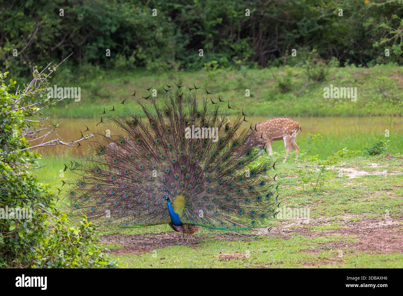 Perle indienne (Pavo cristatus) présentant des plumes de queue dans le parc national de Yala, Sri Lanka Banque D'Images