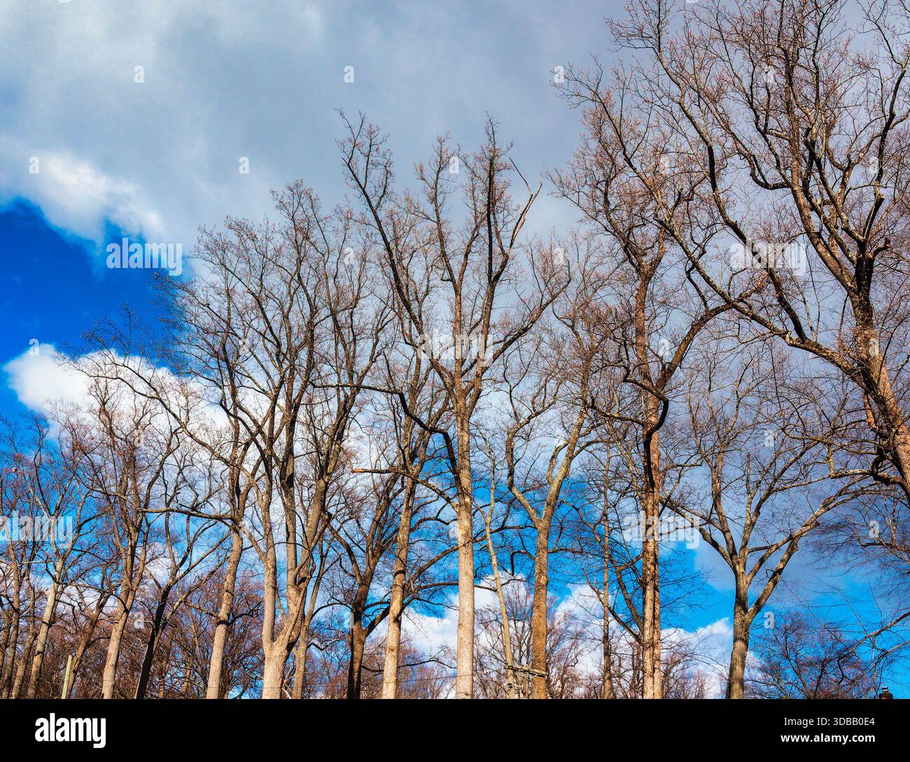 Une scène de neige hivernale dans le parc Banque D'Images