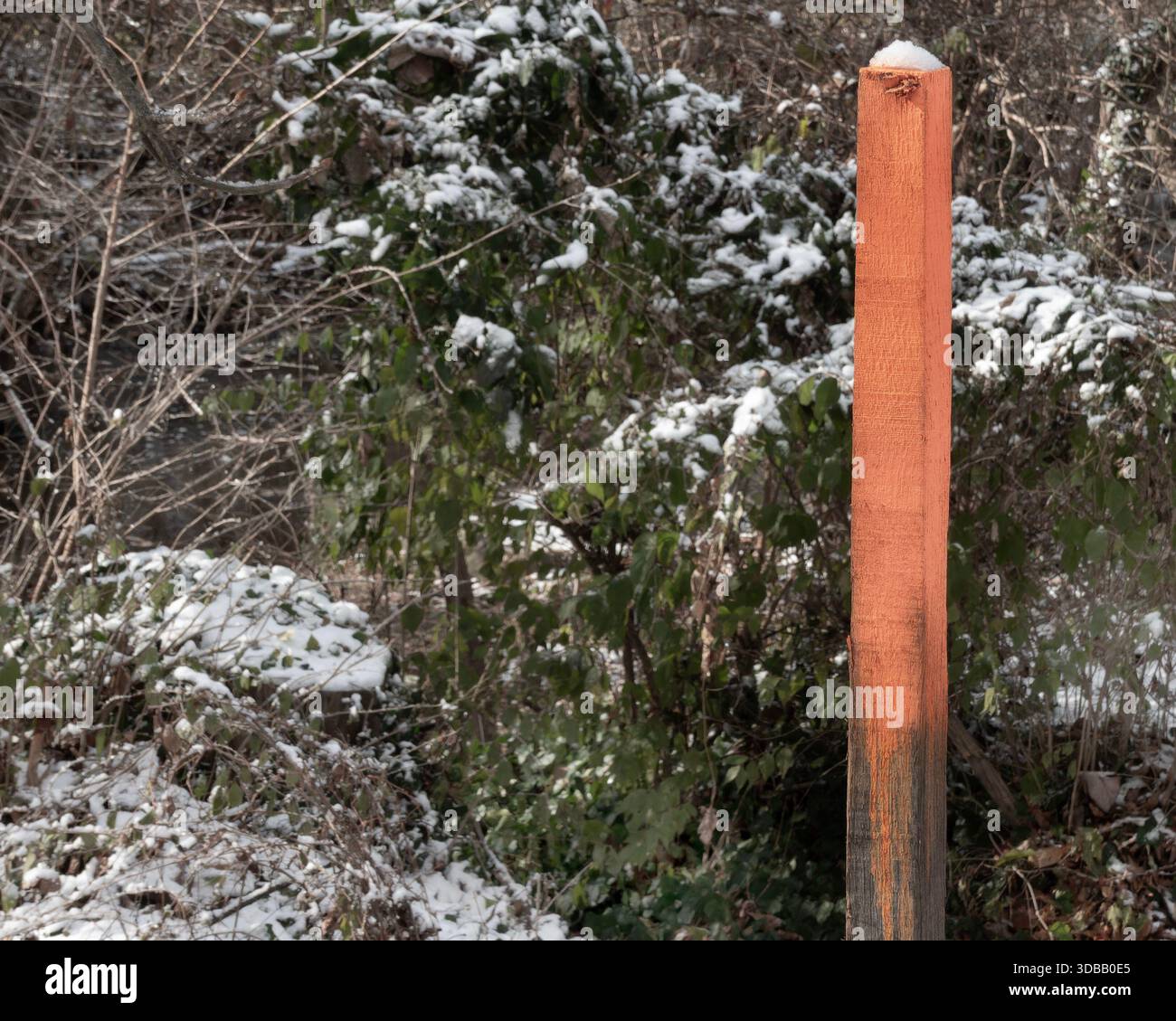 Une scène de neige hivernale dans le parc Banque D'Images
