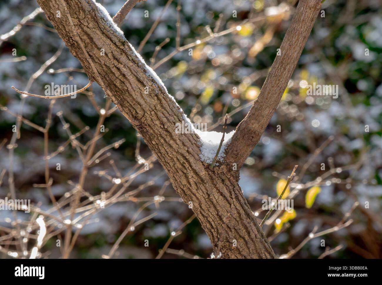 Une scène de neige hivernale dans le parc Banque D'Images