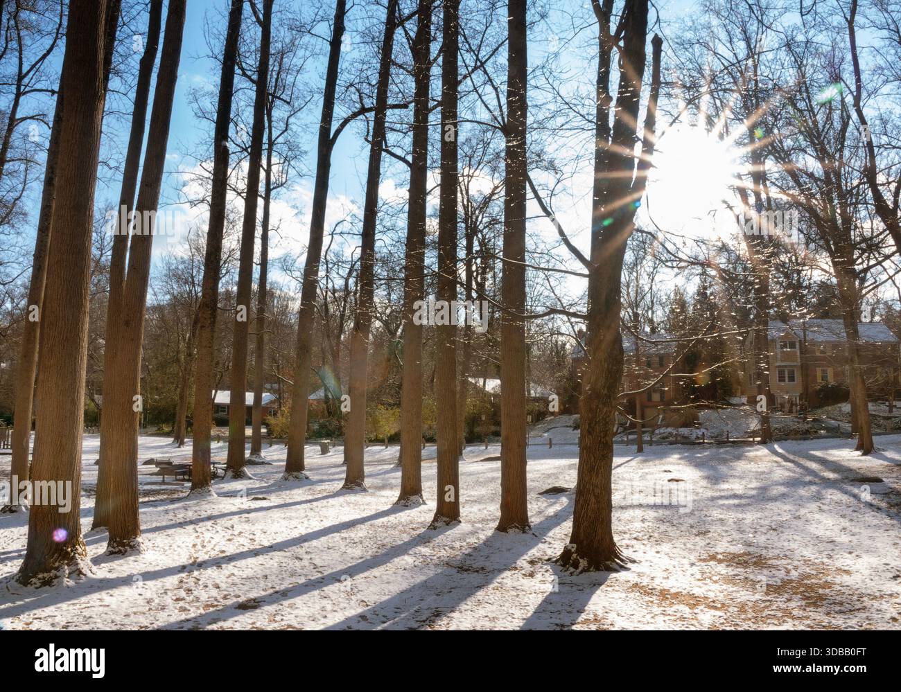 Une scène de neige hivernale dans le parc Banque D'Images