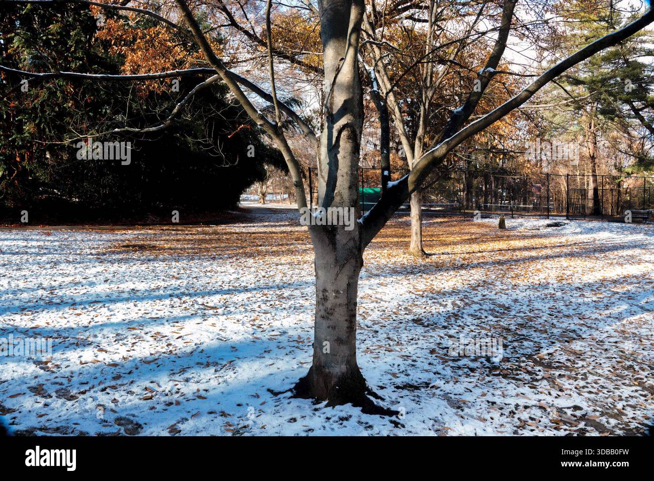 Une scène de neige hivernale dans le parc Banque D'Images