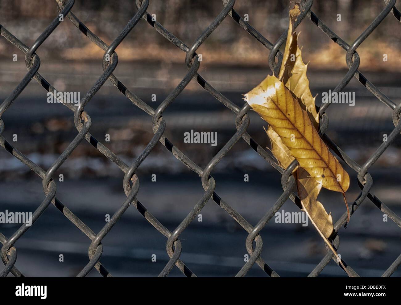 Une feuille d'hiver coincée sur une clôture en fil de fer Banque D'Images