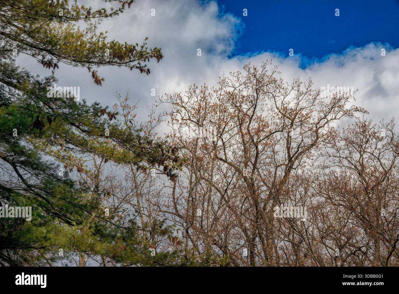 Arbres d'hiver dans le ciel Banque D'Images
