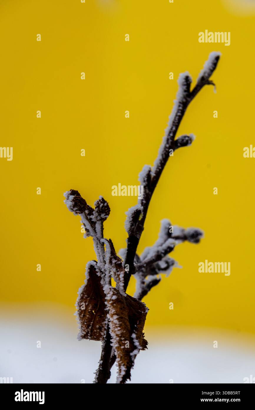 Gros plan d'une branche enneigée avec des motifs de gel délicats. La branche est placée sur un fond jaune vif, créant un contraste saisissant. T Banque D'Images