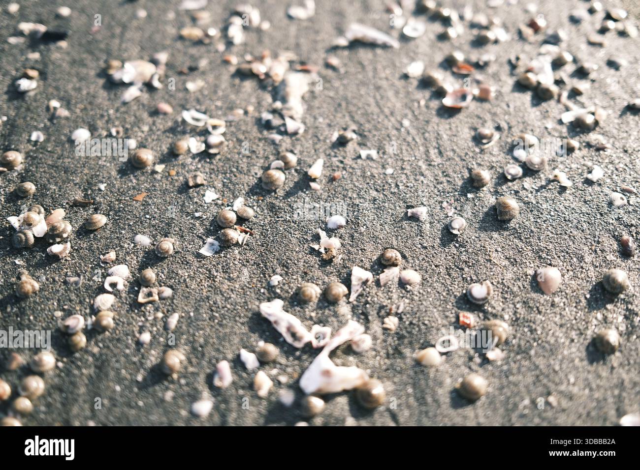 Gros plan de texture de sable grossier, de coquillages écrasés et de petits cailloux sur la plage. Banque D'Images
