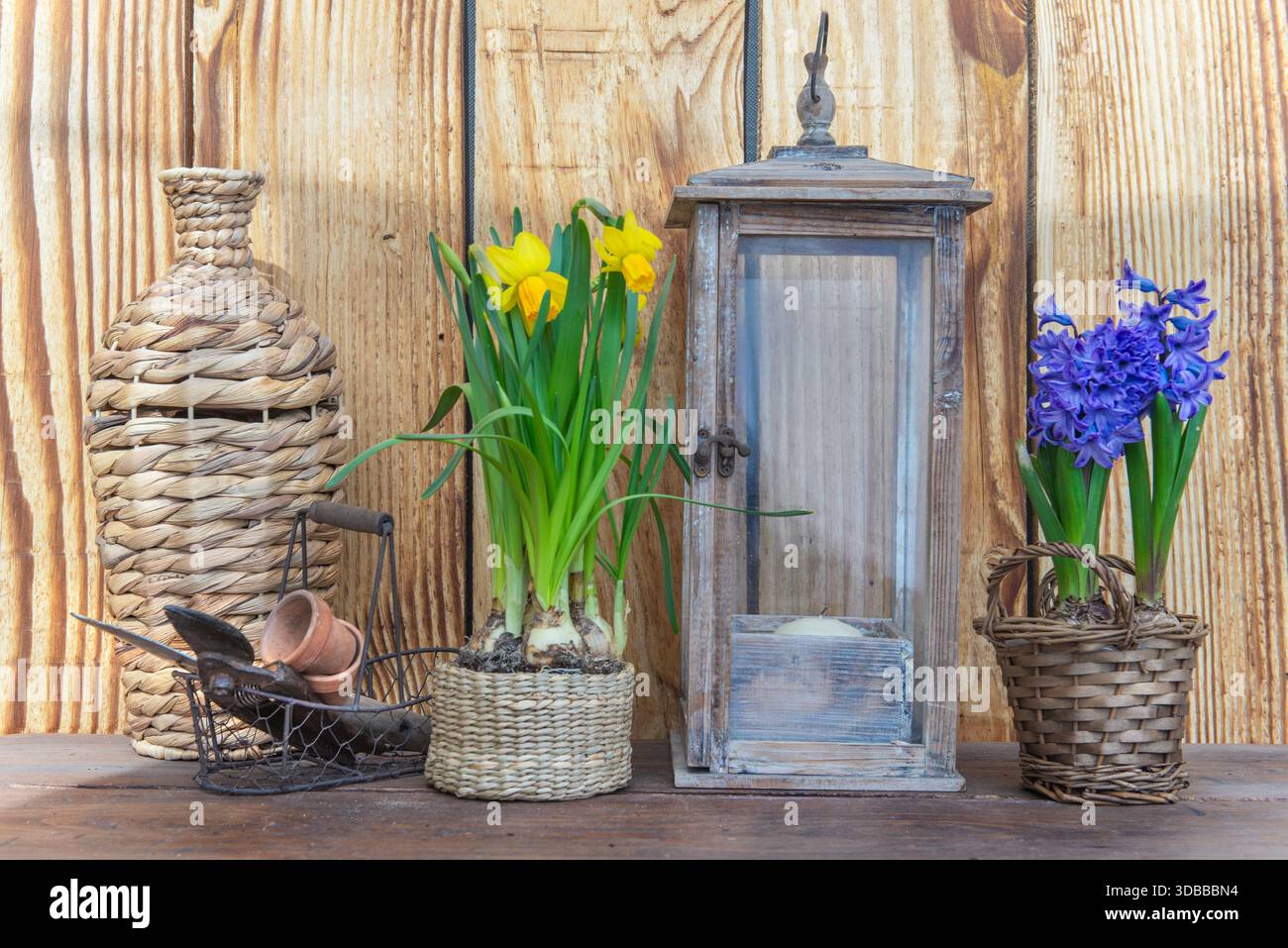fleur en pot narcisse et jacinthe avec lanterne ; vase et outils sur une table sur fond de bois Banque D'Images