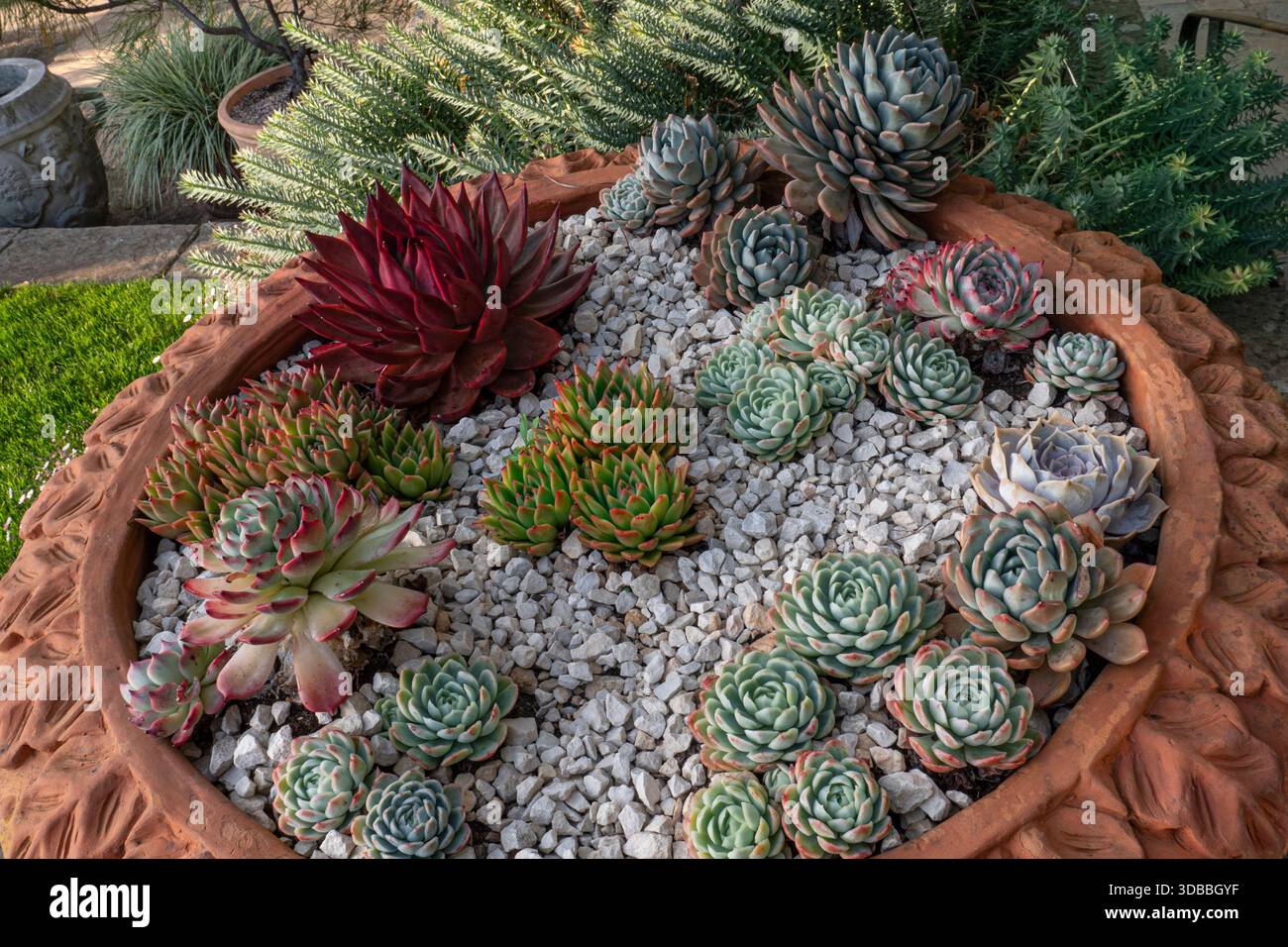SUCCULENTS WISLEY RHS variété de succulentes, principalement Echeveria elegans, connu sous le nom de boule de neige mexicaine ou gemme mexicaine. Urne ornée de terre cuite ensoleillée. Banque D'Images
