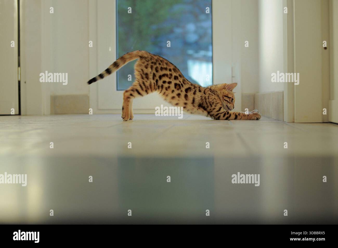 Chat Bengale à l'intérieur étirant tout son corps, debout sur la pointe des pieds avec les pattes avant et arrière étendues Banque D'Images