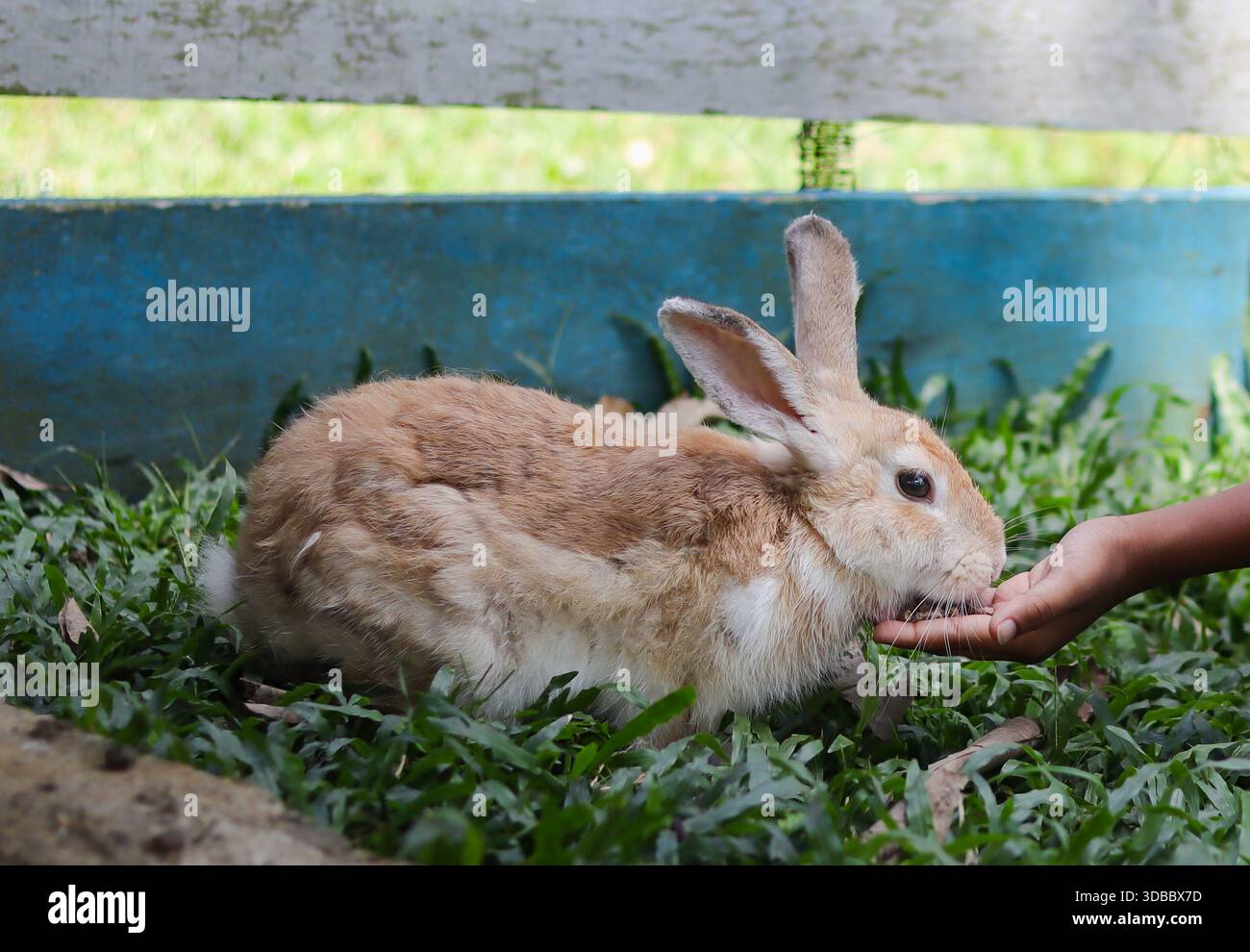 Un charmant lapin domestique brun moelleux, peut-être un géant flamand ou une race similaire, appréciant une friandise d'une main humaine dans un cadre luxuriant Banque D'Images
