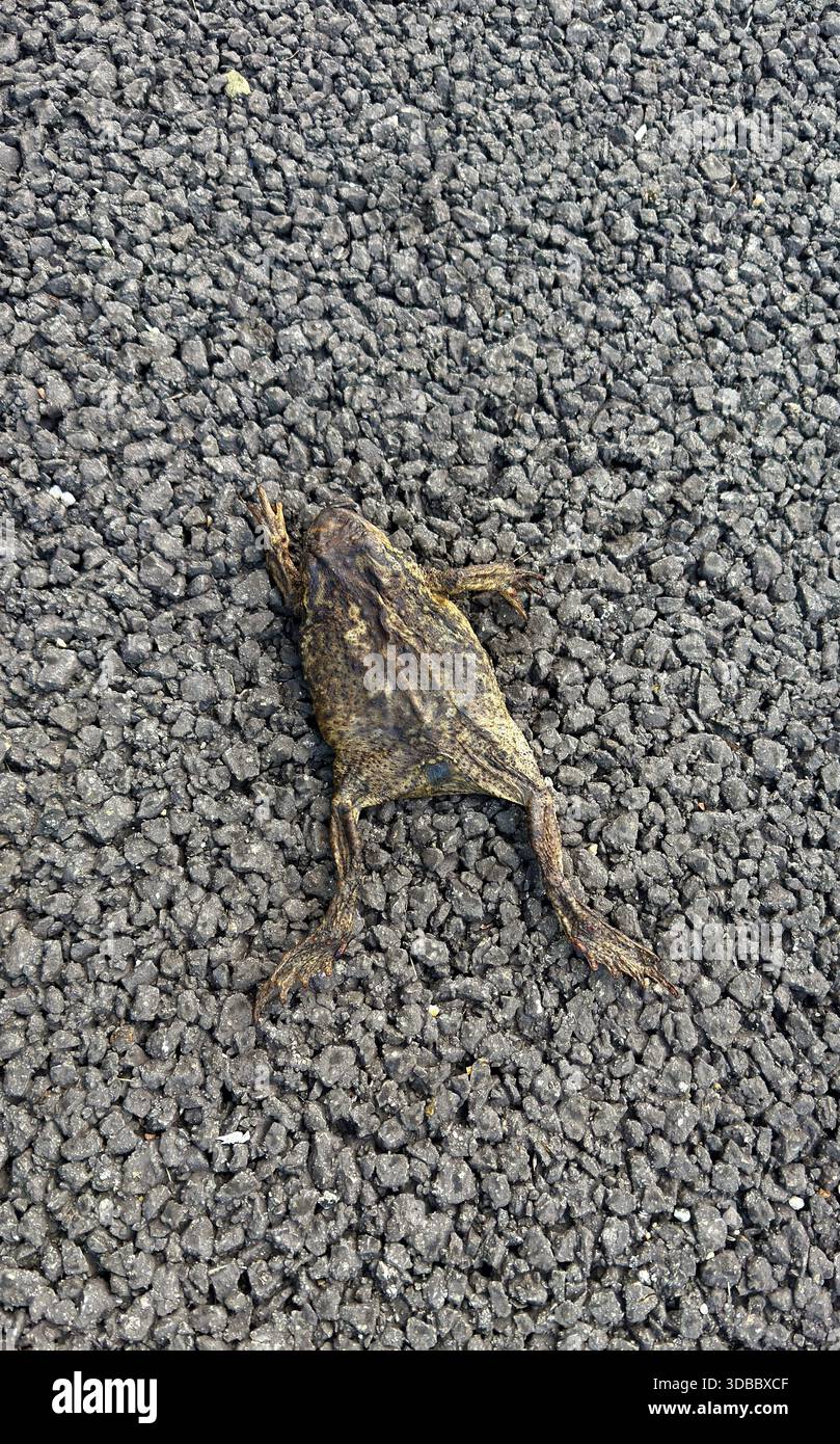 Crapaud mort écrasé sur une route Banque D'Images