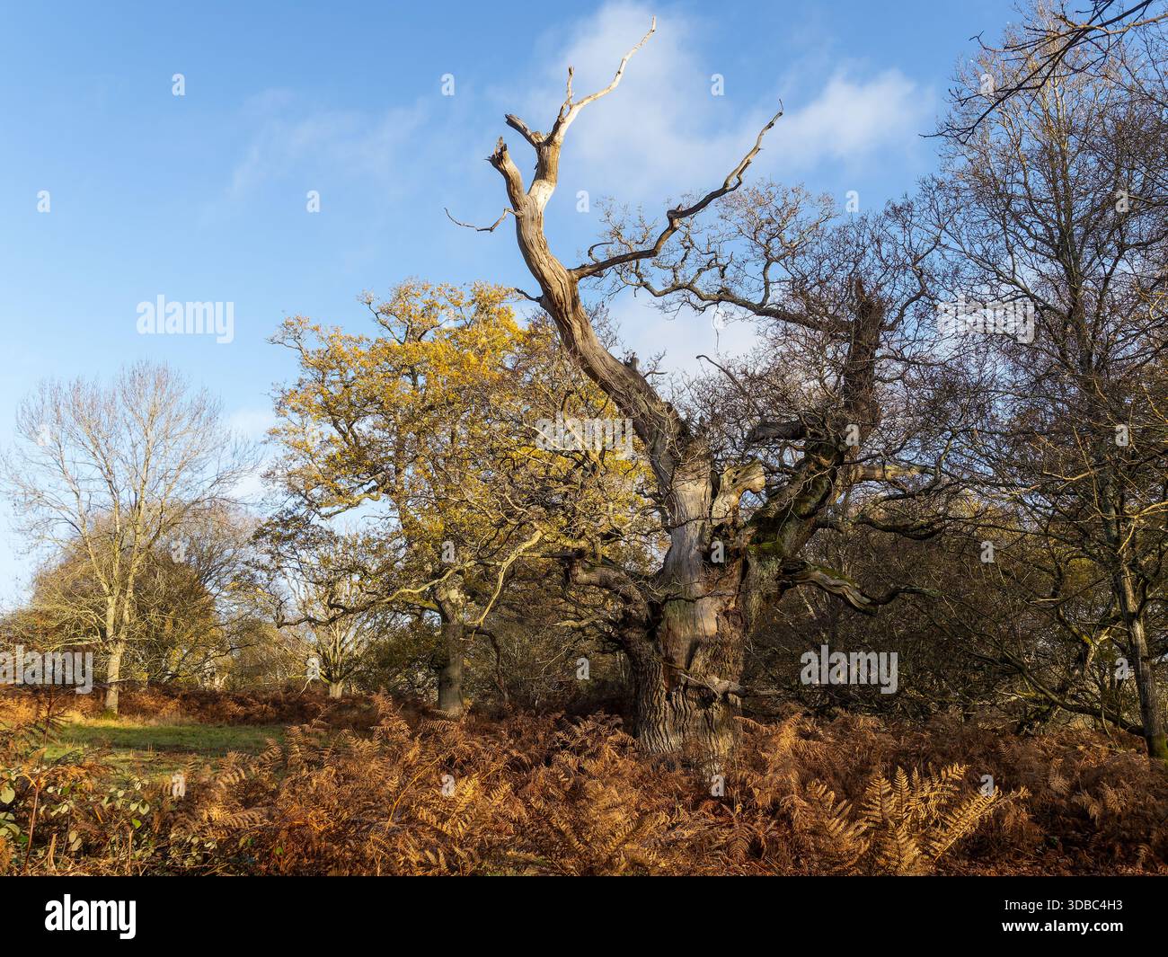 Quercus robur, le chêne pédonculé ou le chêne anglais. Banque D'Images