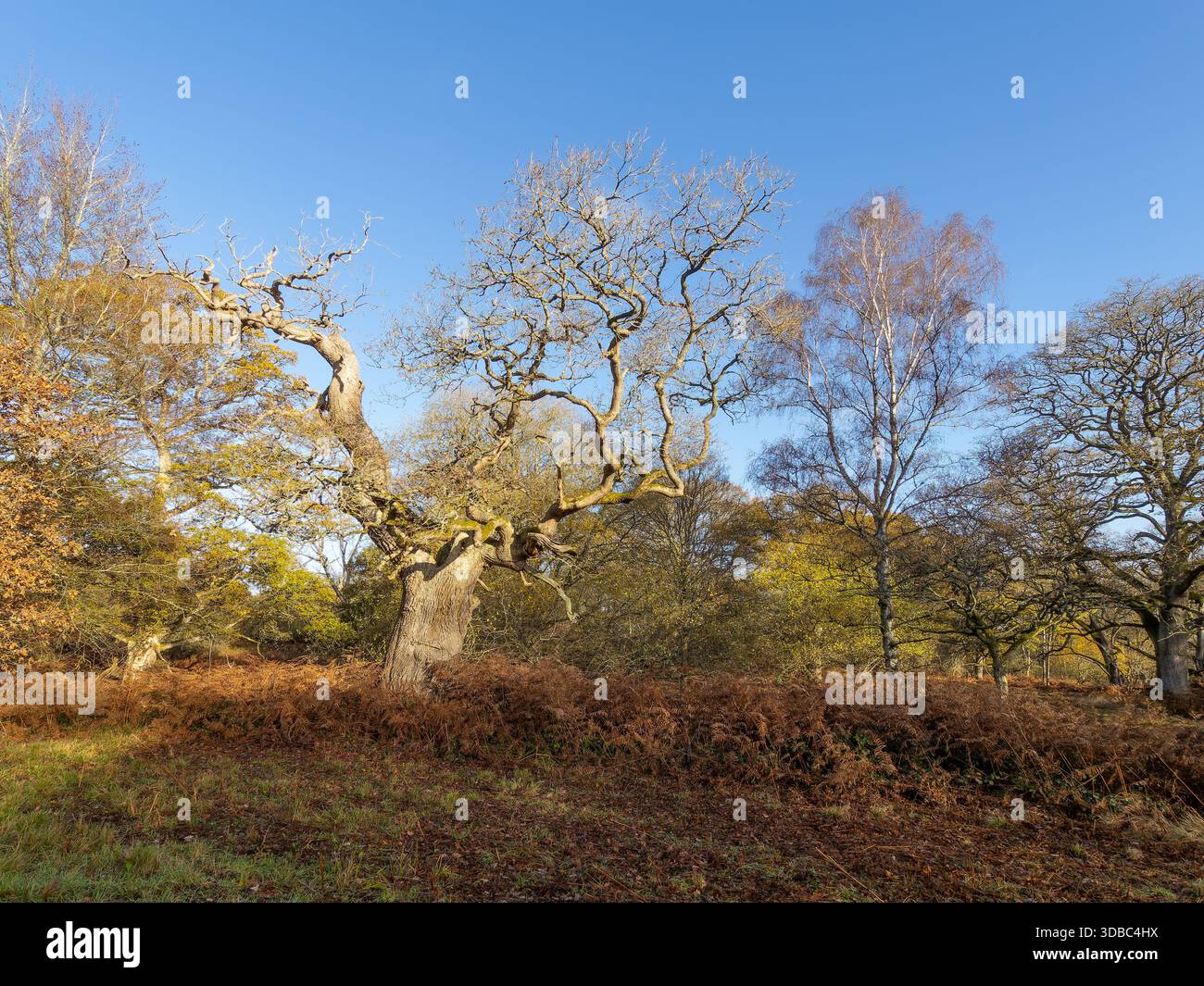 Quercus robur, le chêne pédonculé ou le chêne anglais. Banque D'Images
