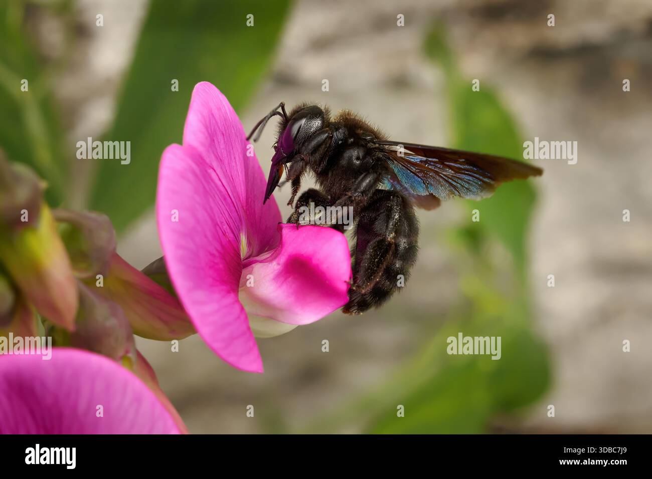 Abeille menuisière violette (Xylocopa violacea) avec des parties buccales étendues sur le pois permanent Banque D'Images