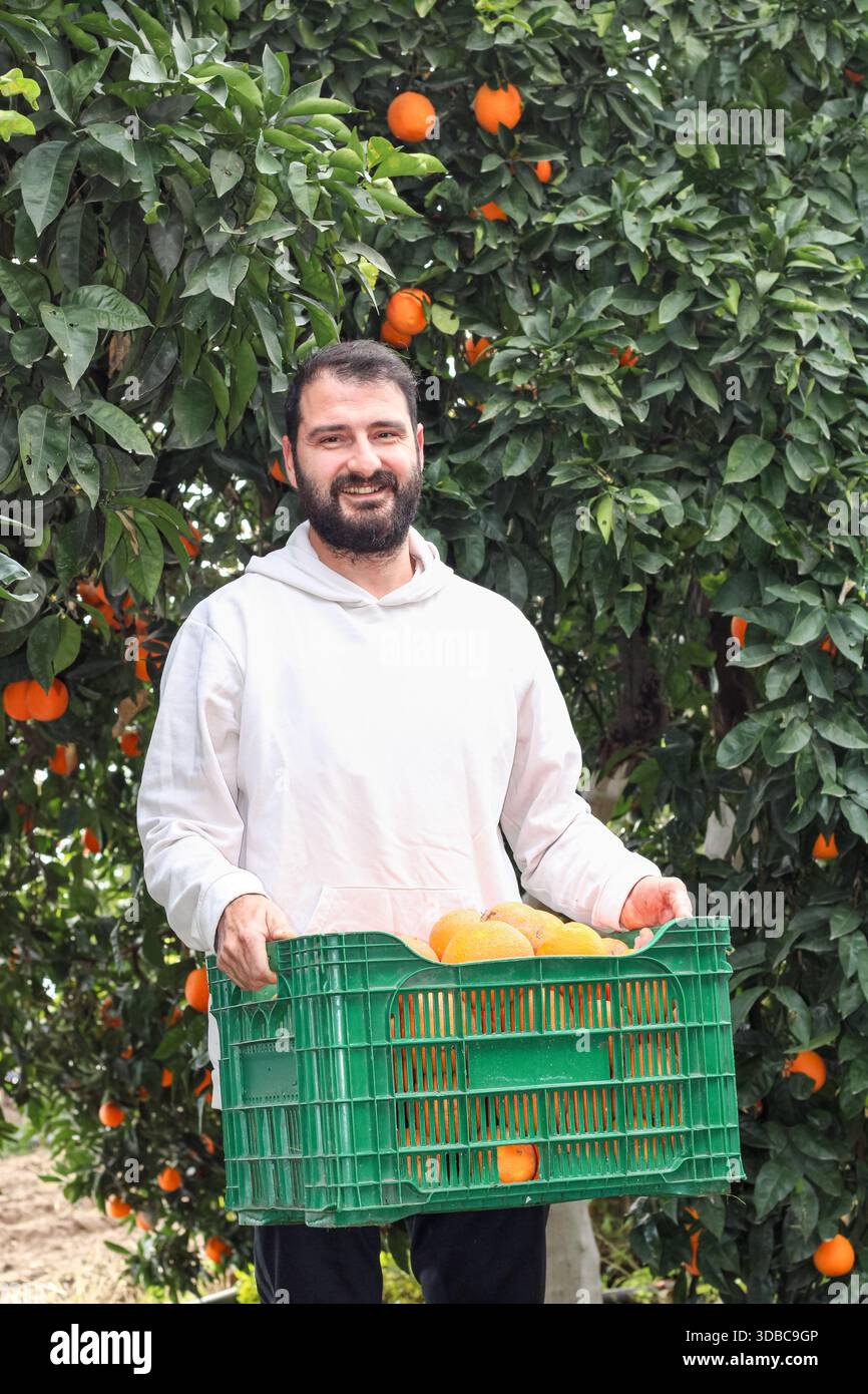Agriculteur tenant une caisse d'oranges fraîchement récoltées dans un verger d'agrumes. Agriculture biologique, vie rurale et concept de récolte saisonnière des fruits. Banque D'Images