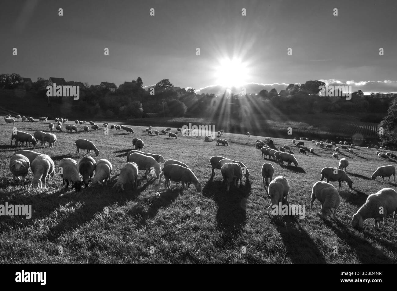 Moutons sur un pâturage en contre-jour avec étoile solaire, noir et blanc, Beerbach, moyenne Franconie, Bavière, Allemagne Banque D'Images