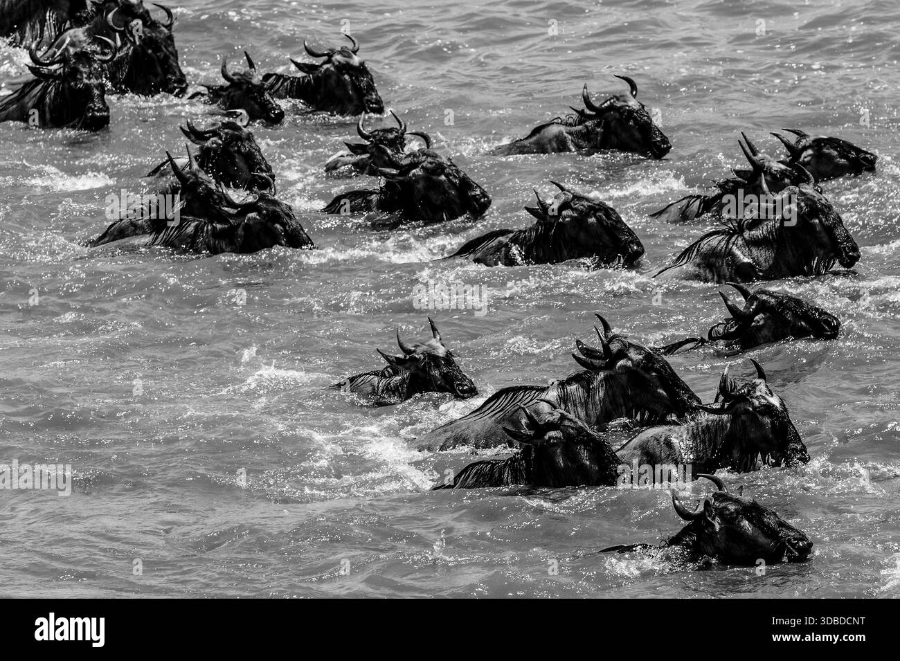 Image de la faune sauvage des gnous traversant la rivière Mara pendant la Grande migration en Tanzanie, mettant en vedette l’un des événements naturels les plus emblématiques d’Afrique. Banque D'Images